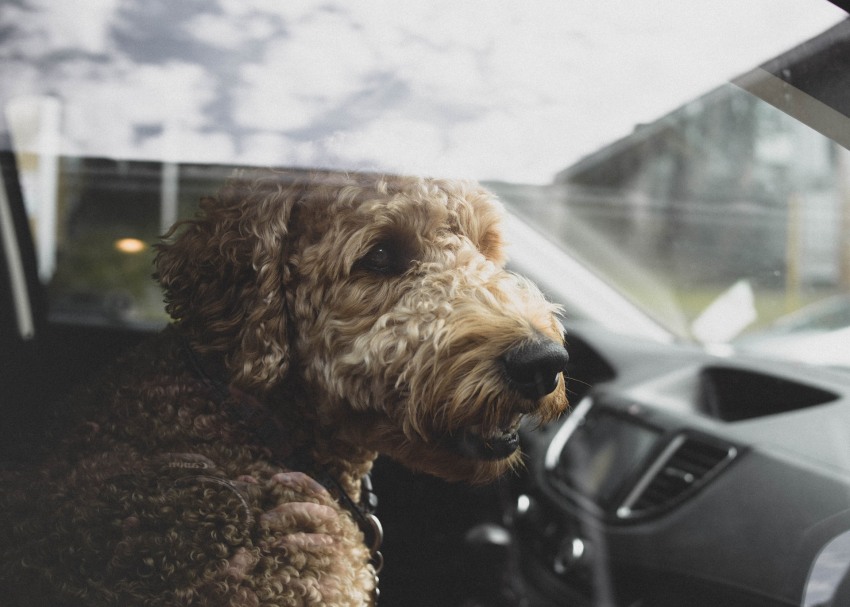 Animali sotto il sole in auto, come salvarli senza commettere reato